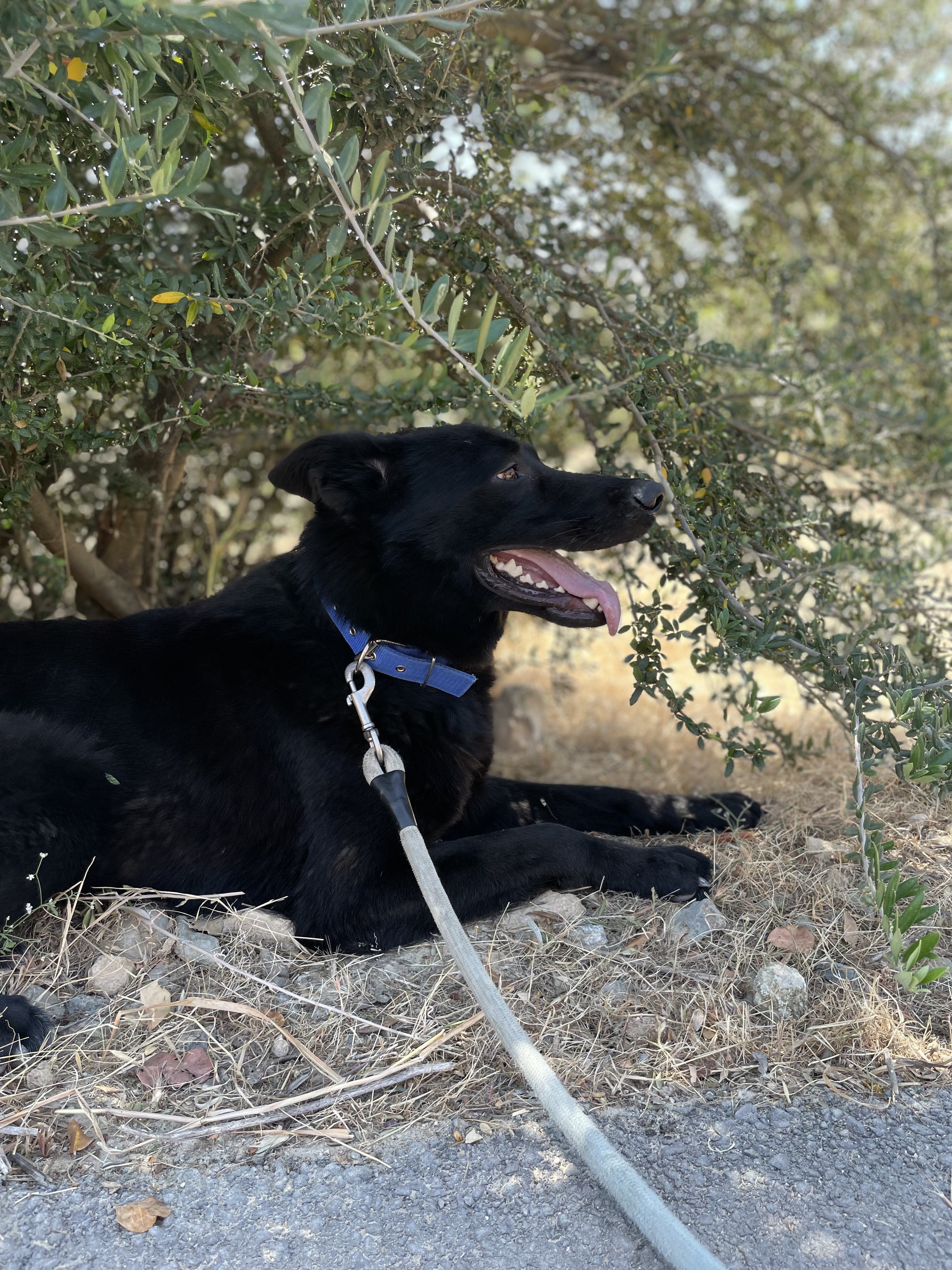 Diamond - Successfully adopted rescued dog