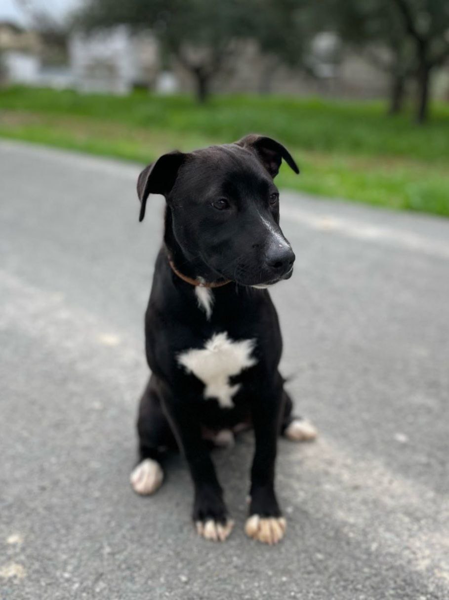 Dipper - Successfully adopted rescued dog