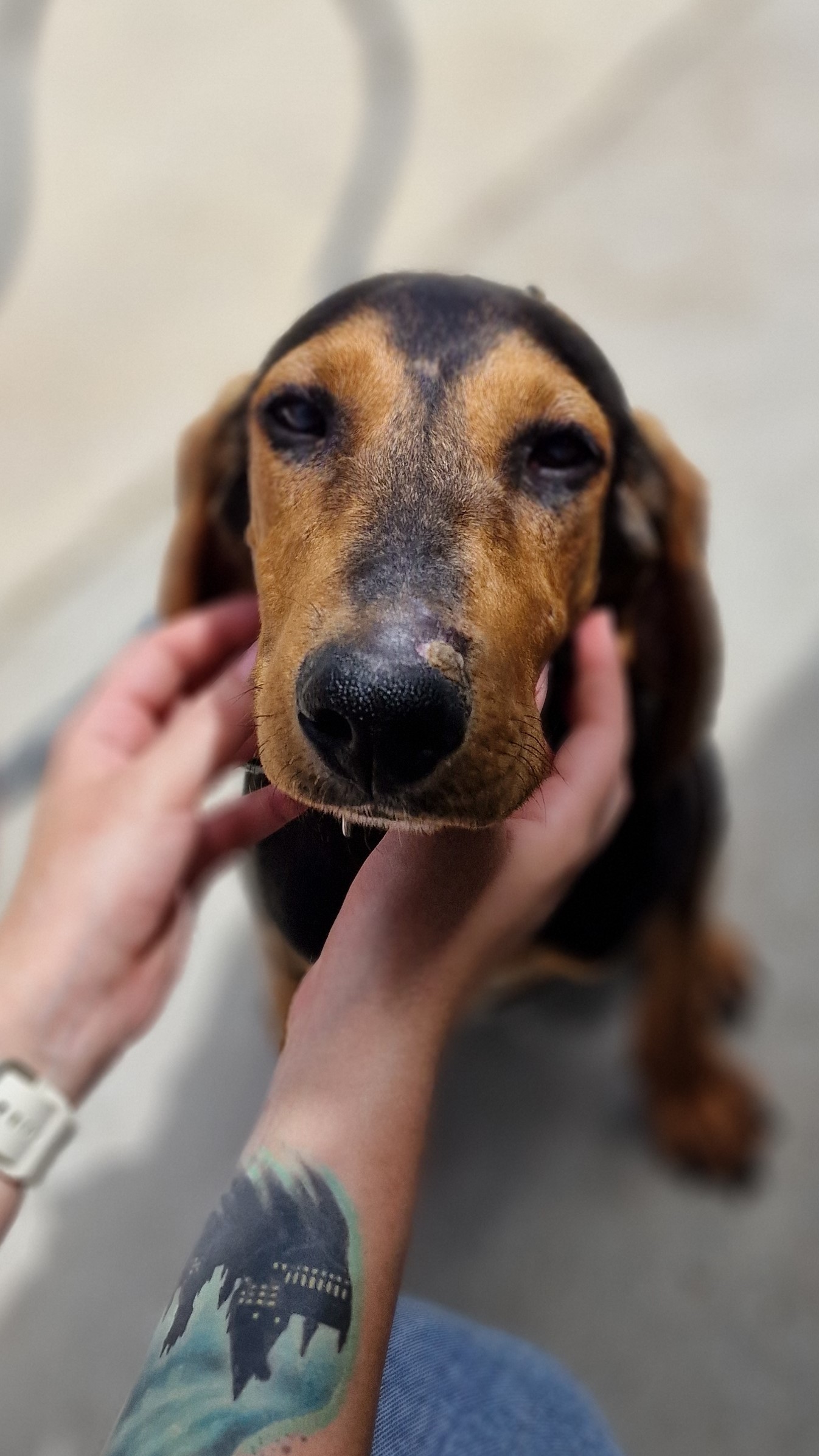 Dobbie - Successfully adopted rescued dog