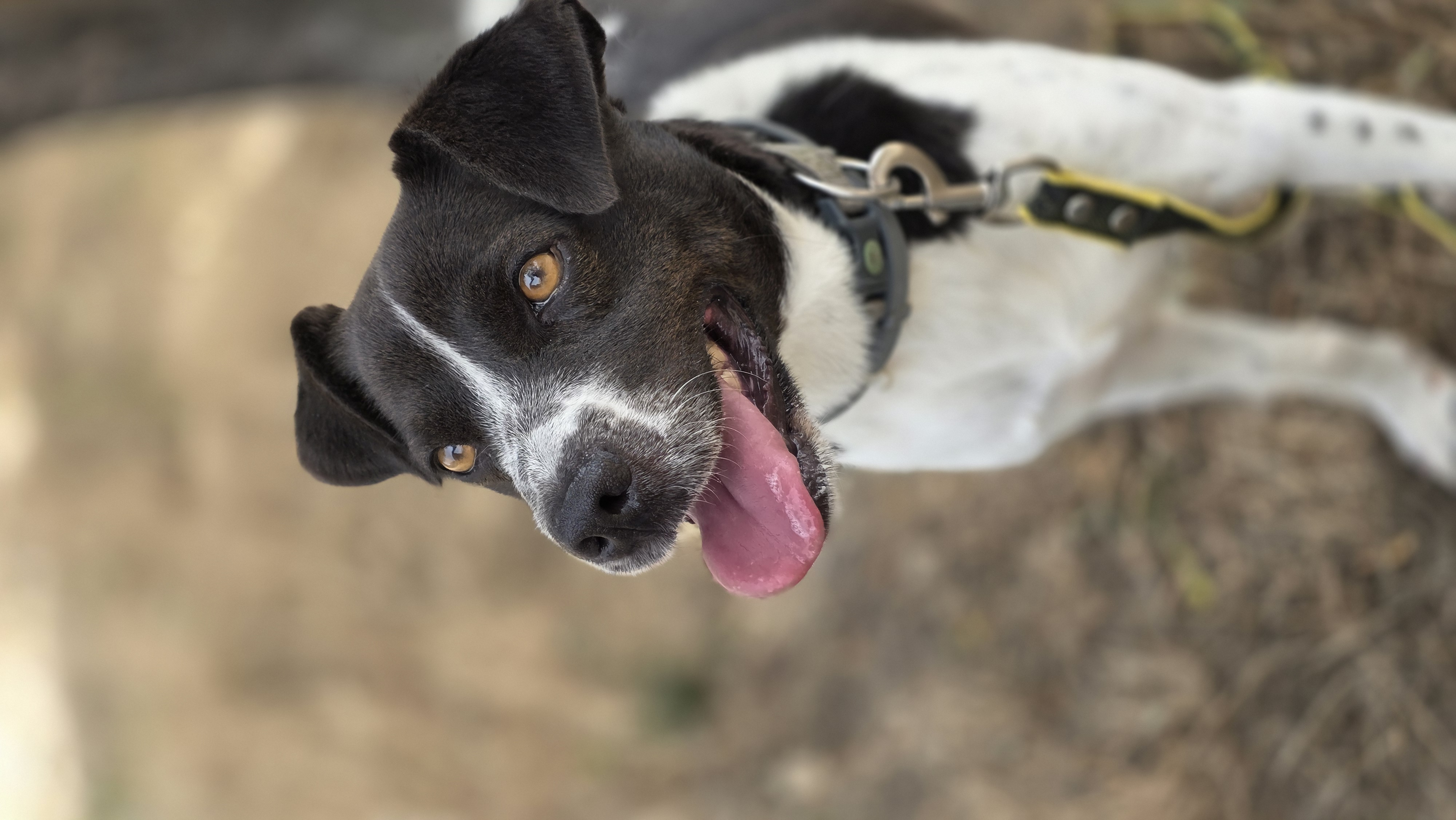 Era - Successfully adopted rescued dog