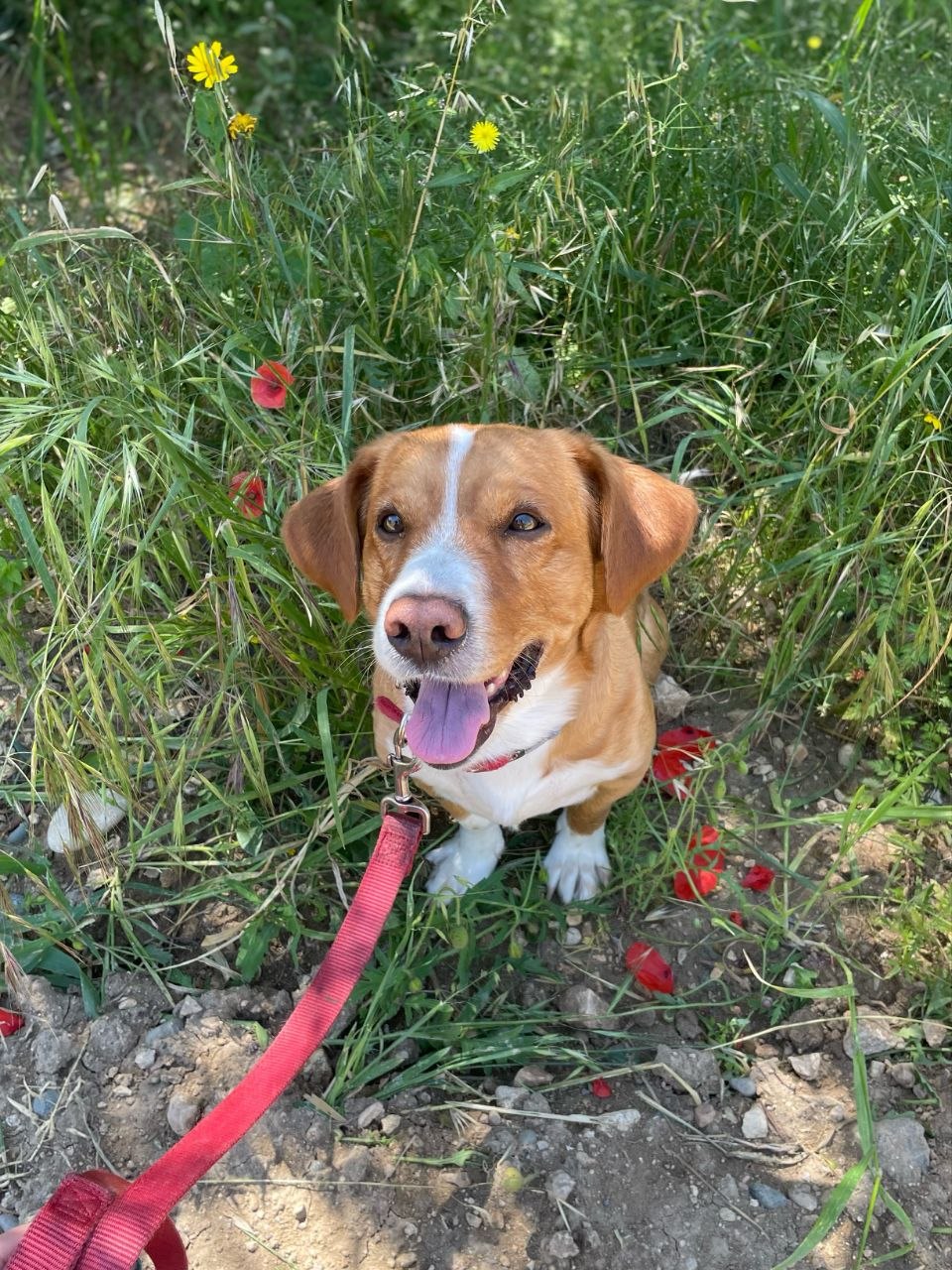Joey - Successfully adopted rescued dog