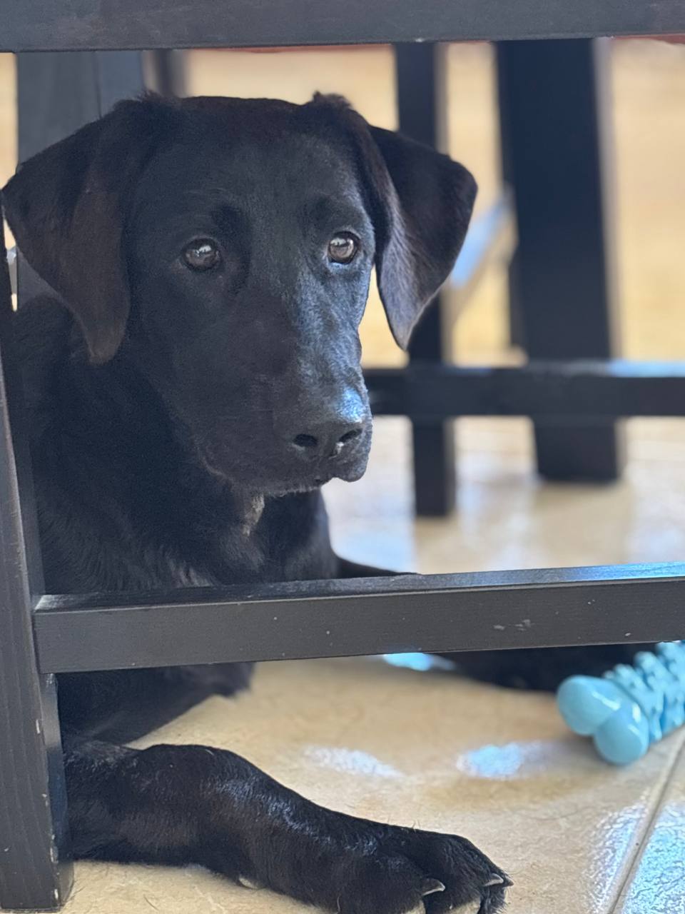 Karma - Successfully adopted rescued dog