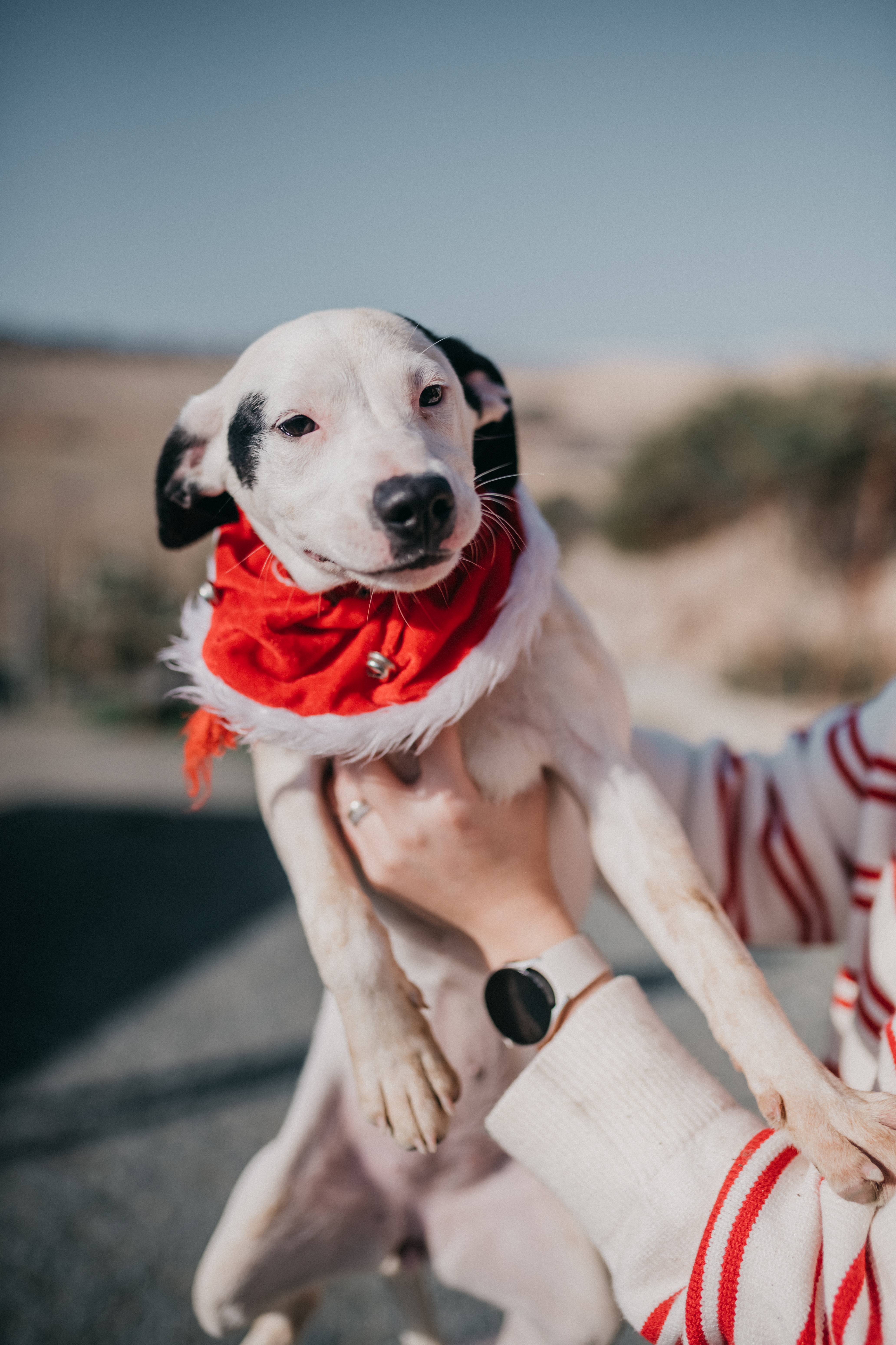 Mabel - Successfully adopted rescued dog