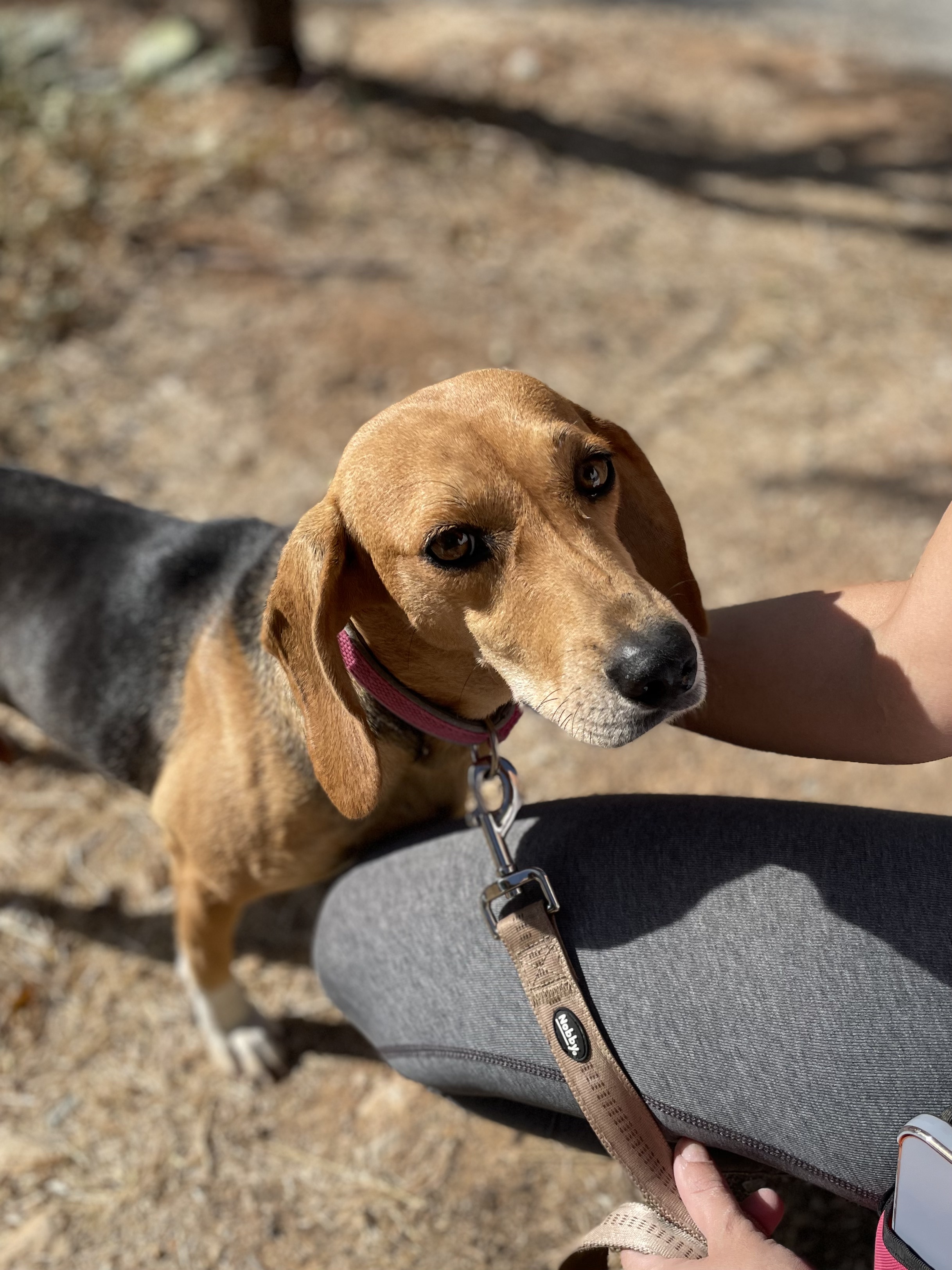 Molly - Successfully adopted rescued dog