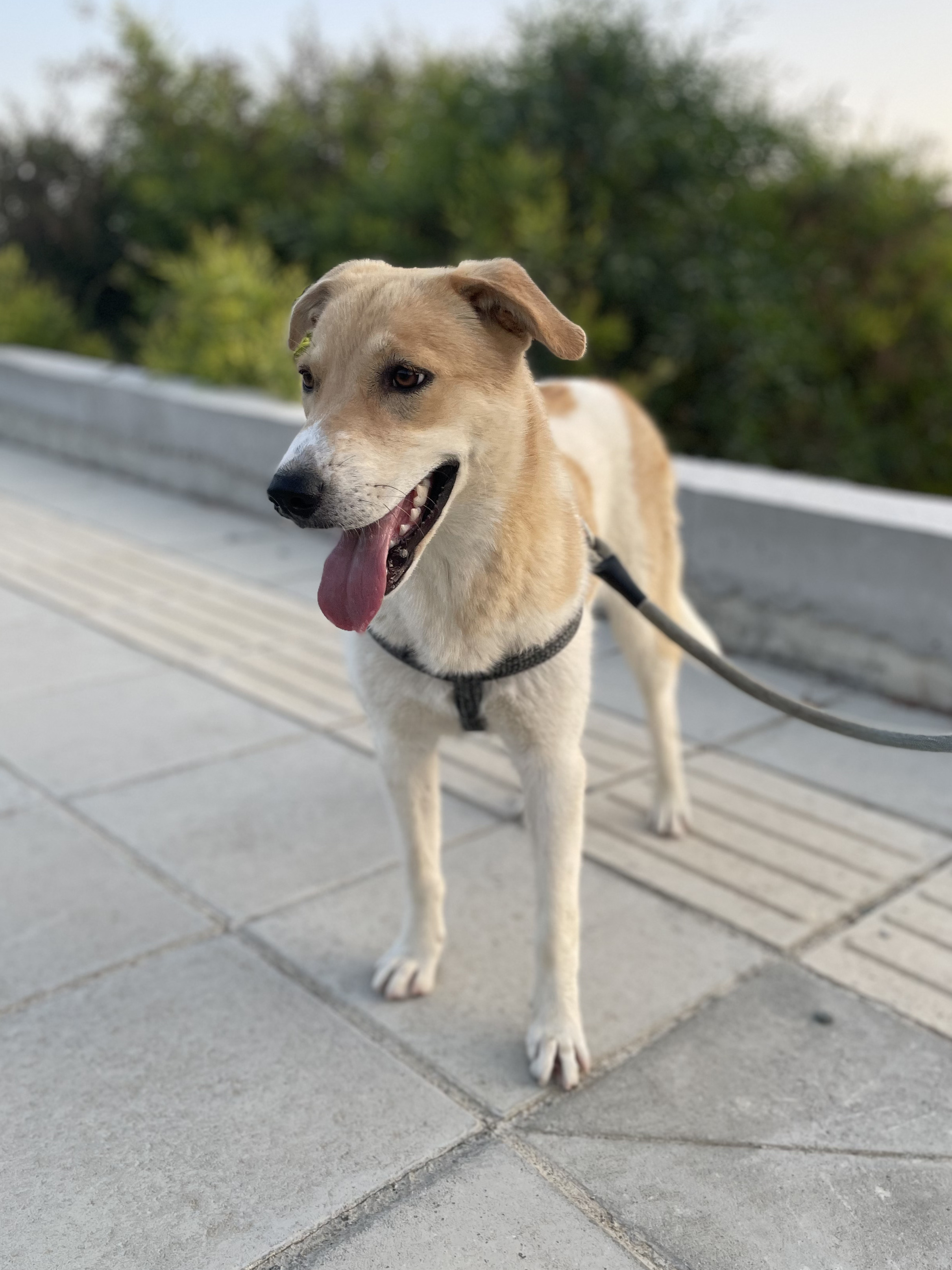 Olivia - Successfully adopted rescued dog