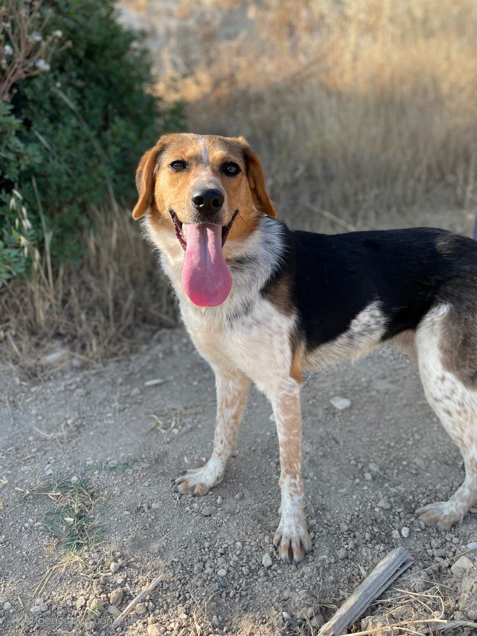 Stella - Successfully adopted rescued dog