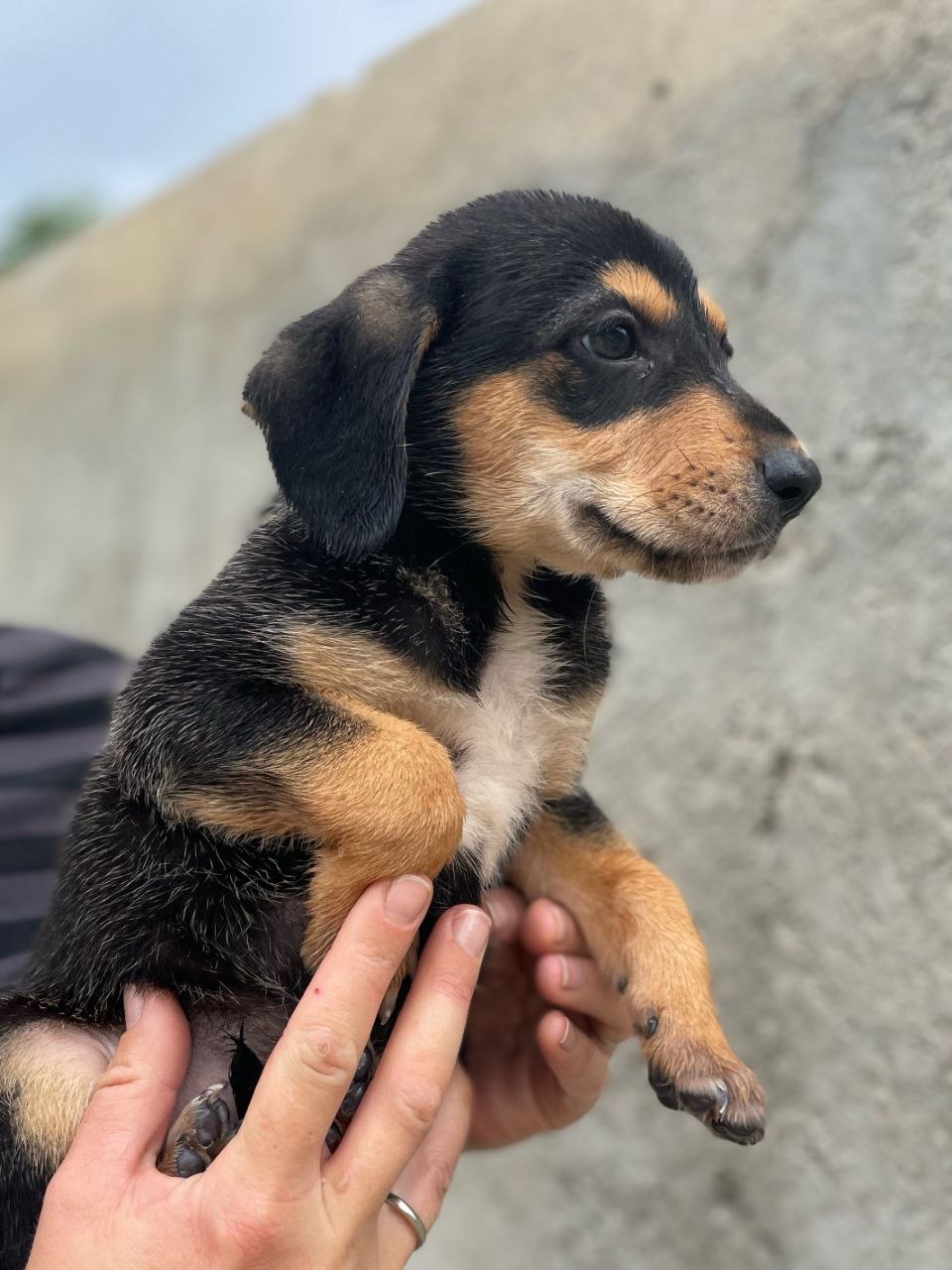Zazu - Successfully adopted rescued dog