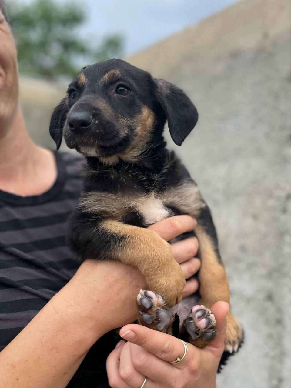 Zira - Successfully adopted rescued dog
