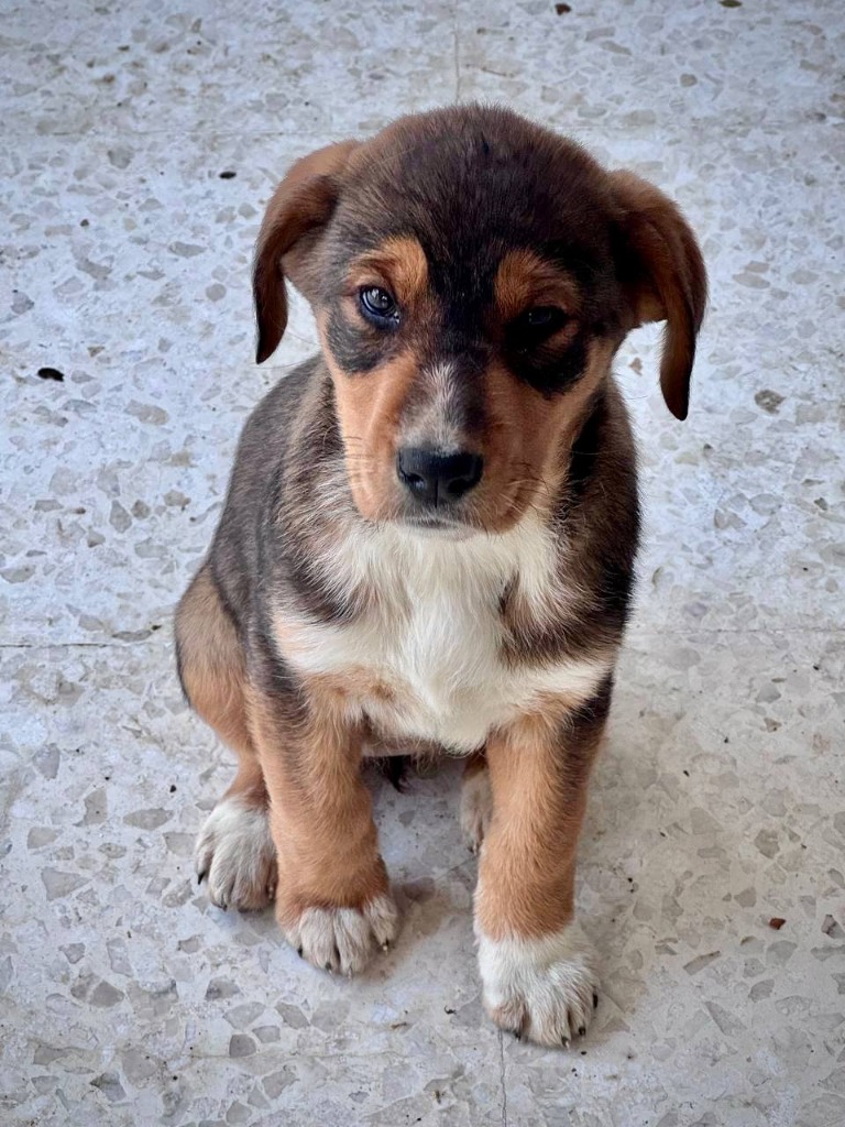 Arya - Successfully adopted rescued dog