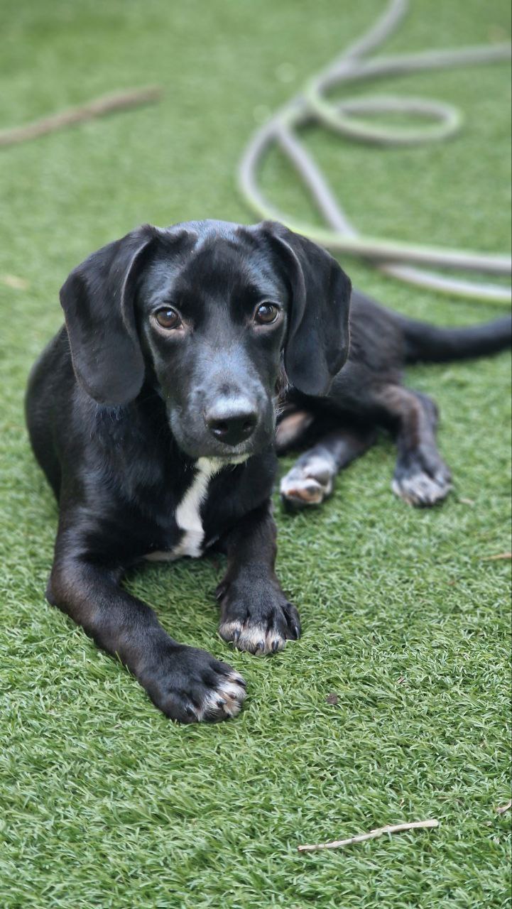 Axel - Successfully adopted rescued dog