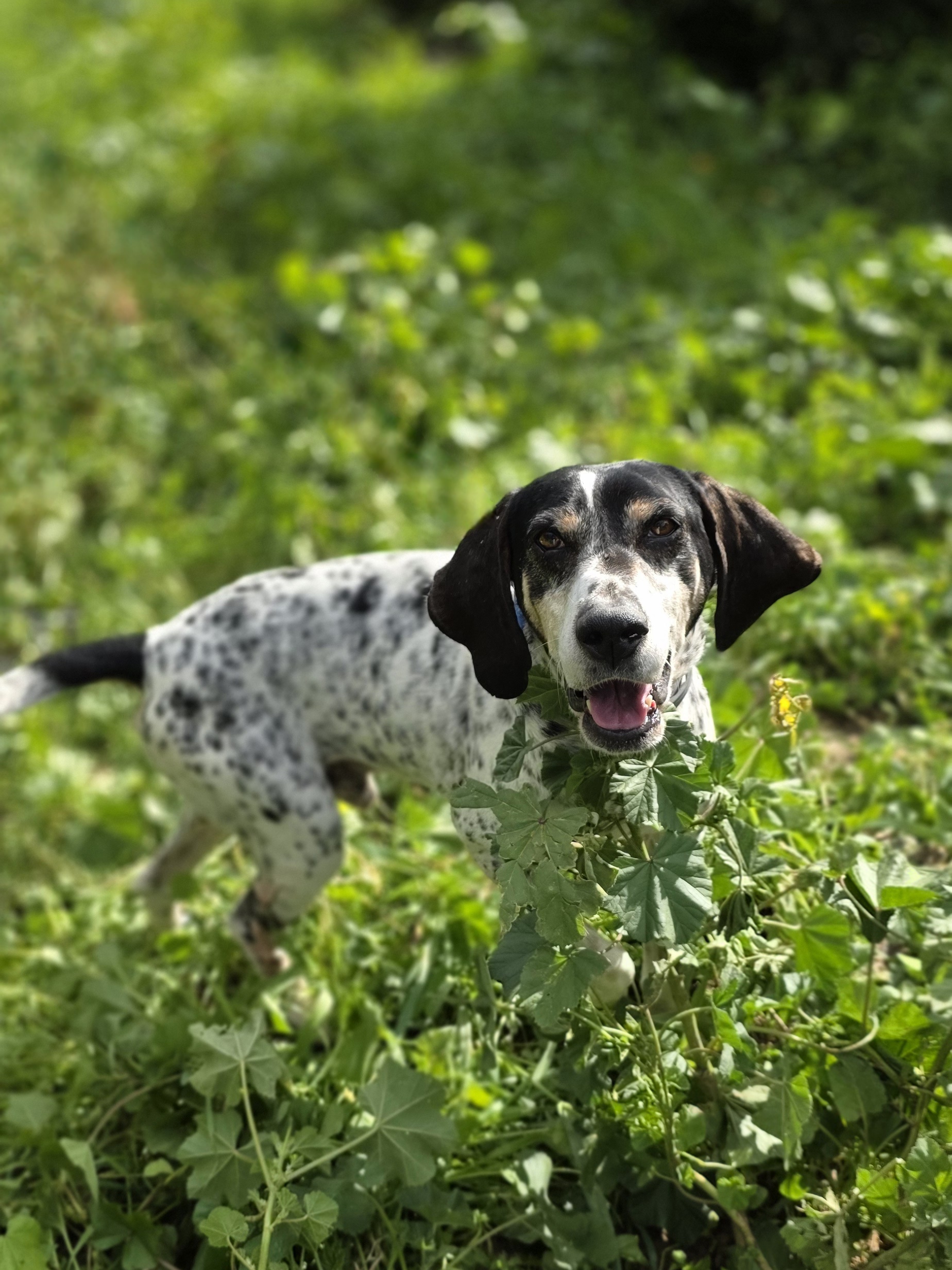 Dixie - Successfully adopted rescued dog