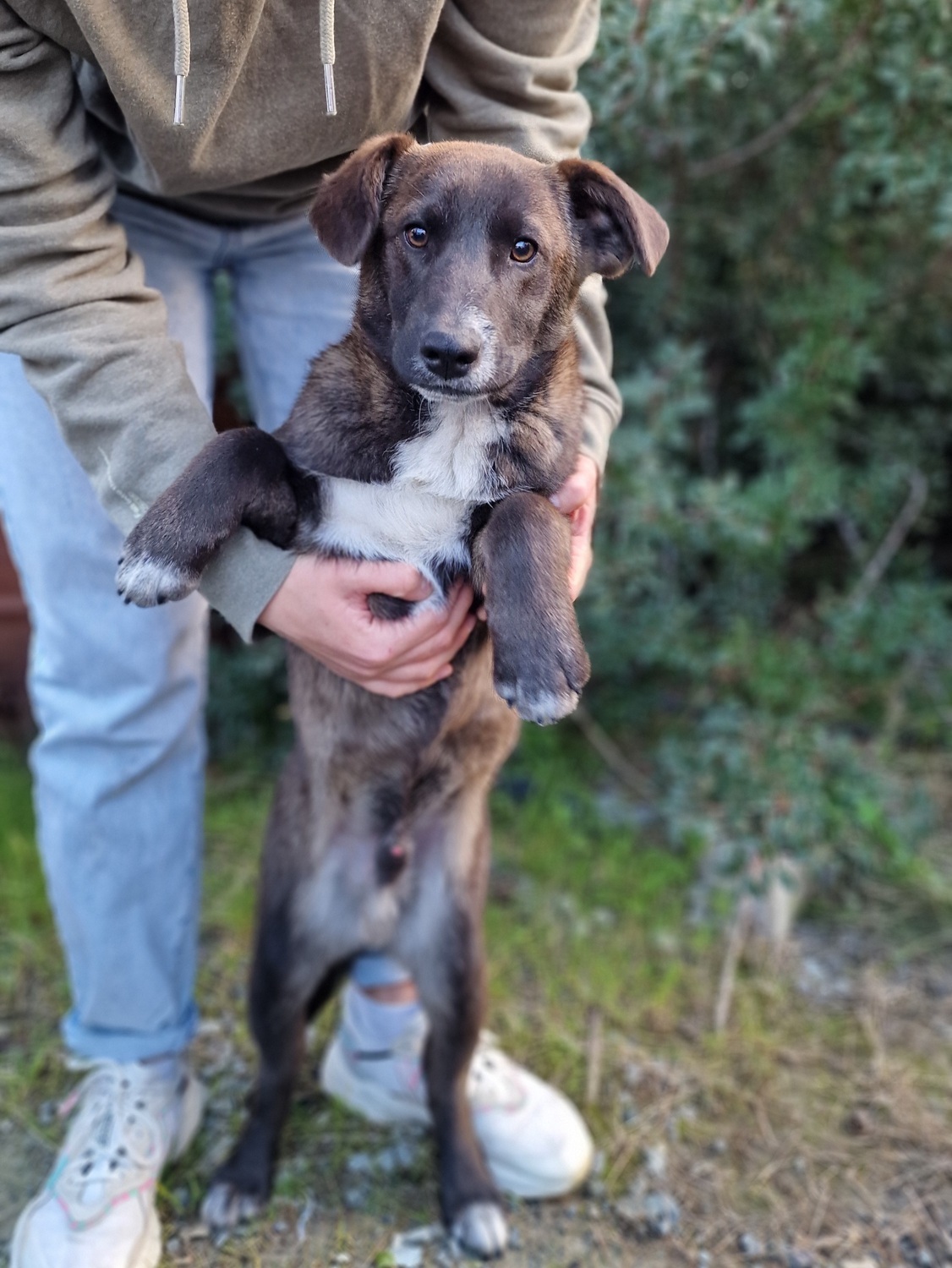Loki - Successfully adopted rescued dog