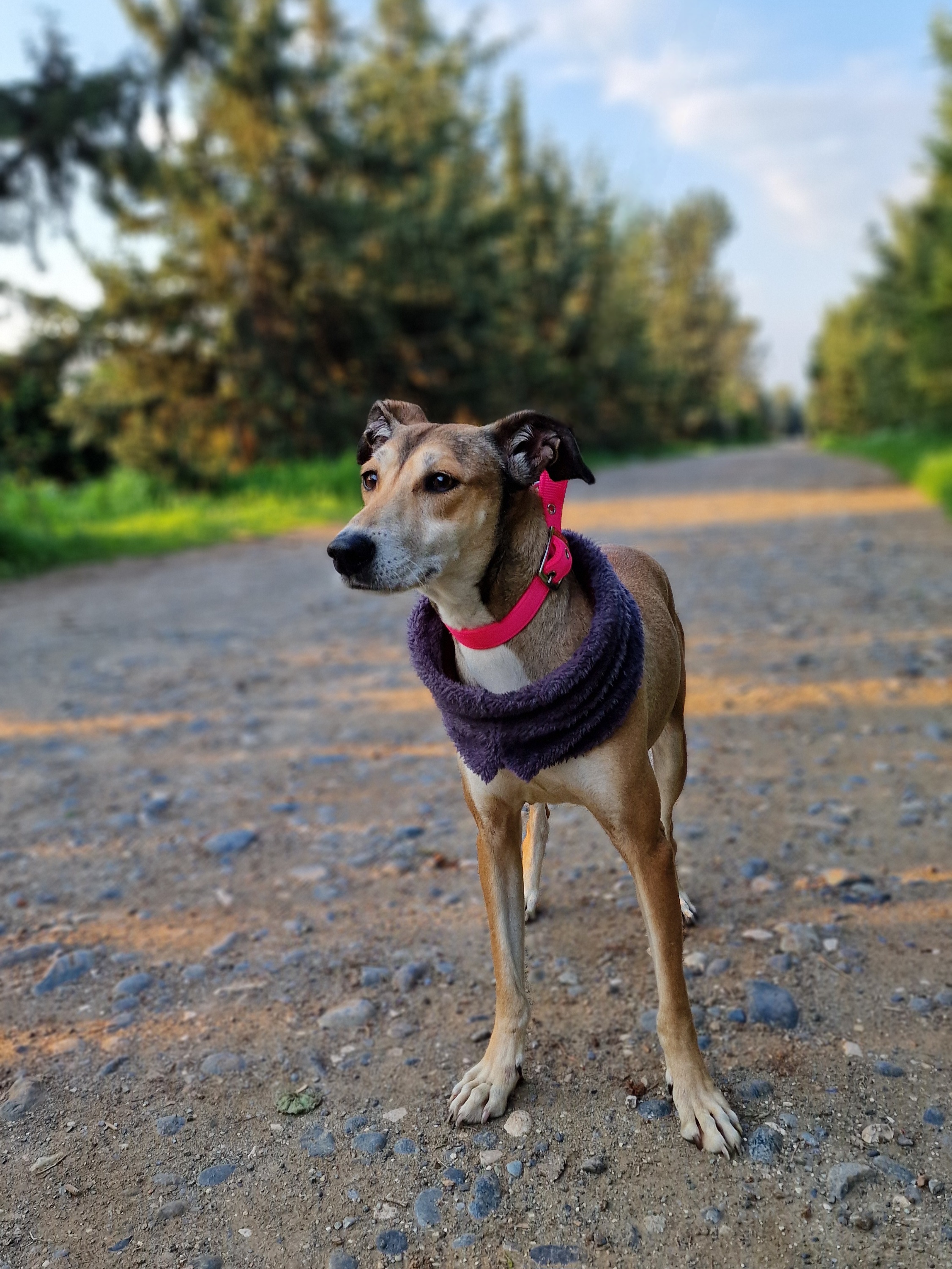Lucy - Successfully adopted rescued dog