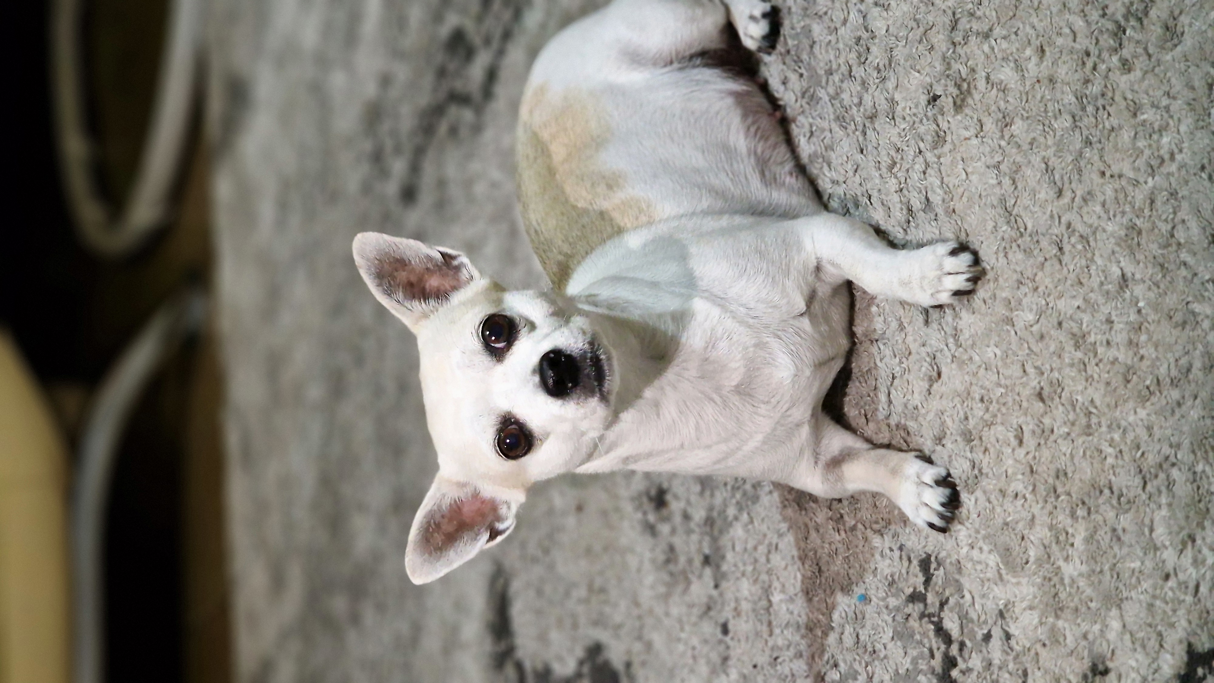 Raya - Successfully adopted rescued dog