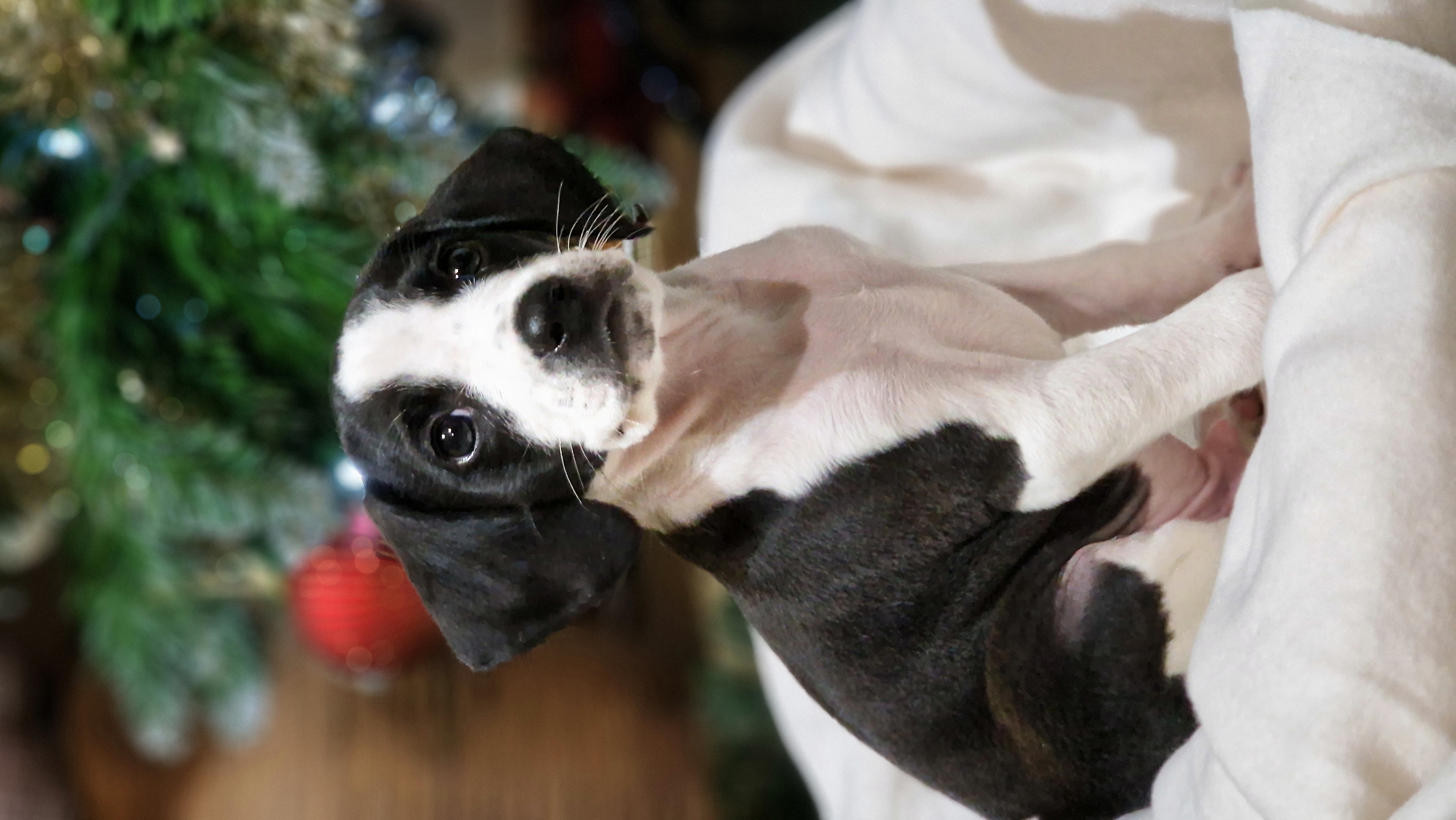 Rocky Balboa - Successfully adopted rescued dog