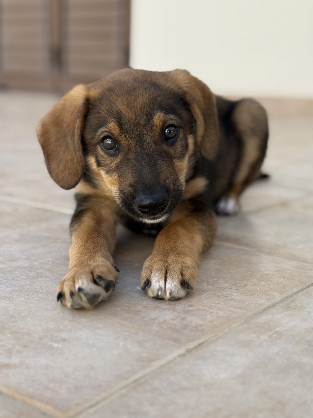 William - Successfully adopted rescued dog